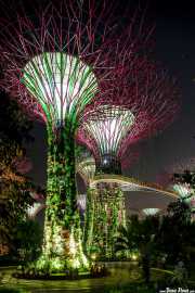 The Supertree Grove en Gardens by the bay (13/09/2014)