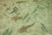 Tiburoncillos y otros peces en Pulau Payar Marine Park (20/09/2014)