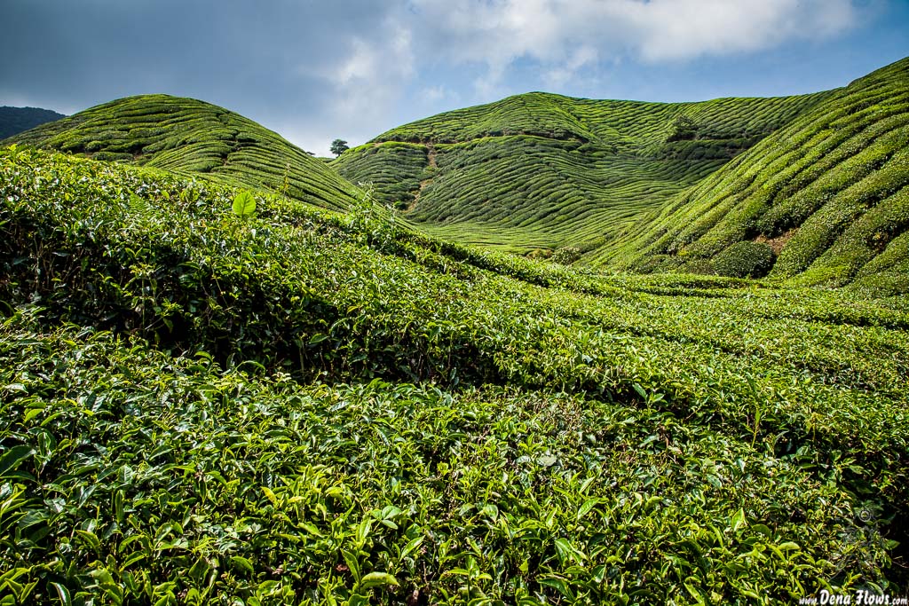 Sugai Palas Tea Plantation (24/09/2014)