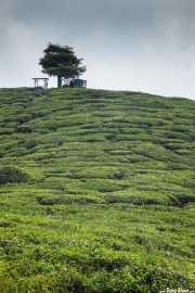 Sugai Palas Tea Plantation (24/09/2014)